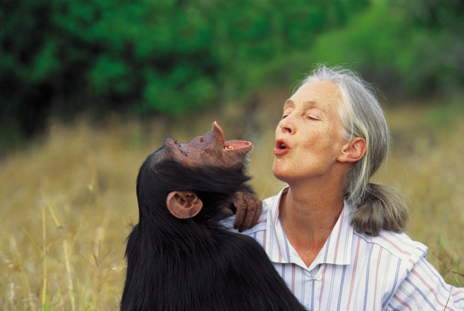 Dr. Jane Goodall with orphan chimpanzee Uruhara at the JGI Sweetwaters Sanctuary for orphan chimpanzees in Kenya. 1996. Click on the image to be taken to the websource.