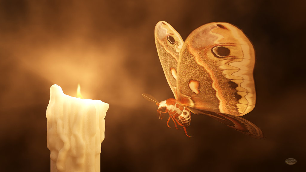 the lesson of the moth poem